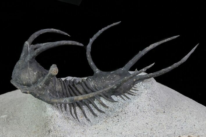 Spiny Ceratarges Trilobite - Zireg, Morocco #69751